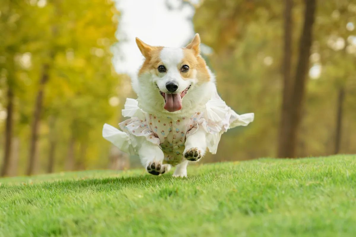 Chien qui court dans un parc